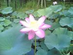 20060707.jpg